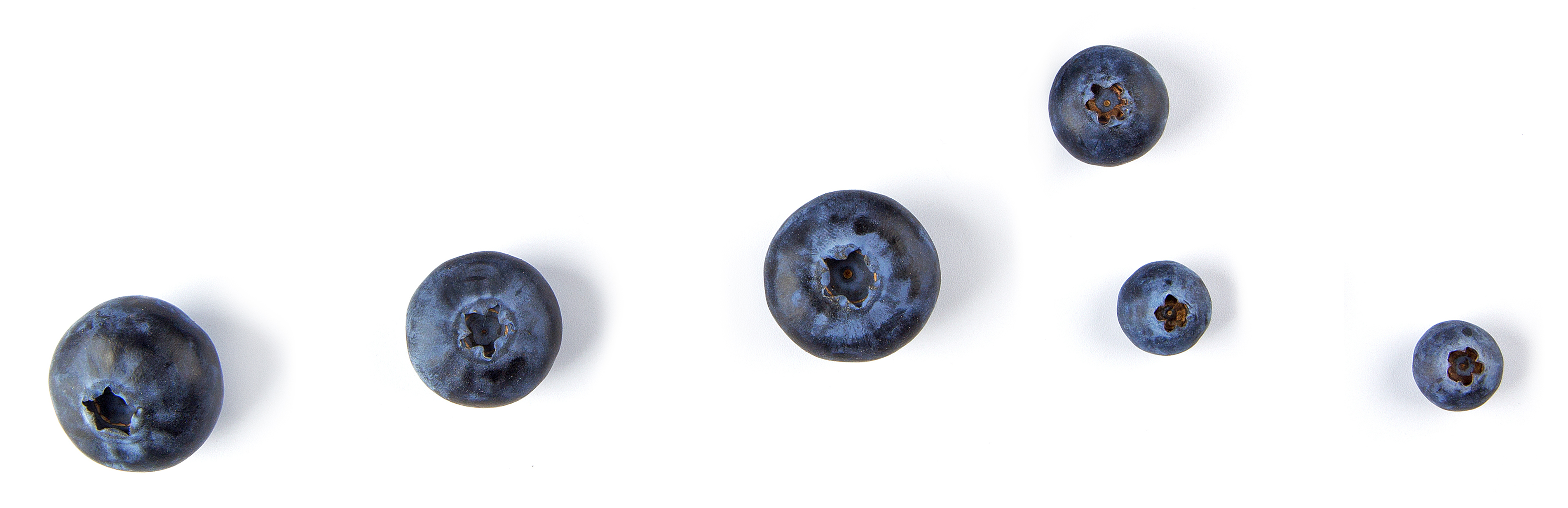 blueberries blueberries