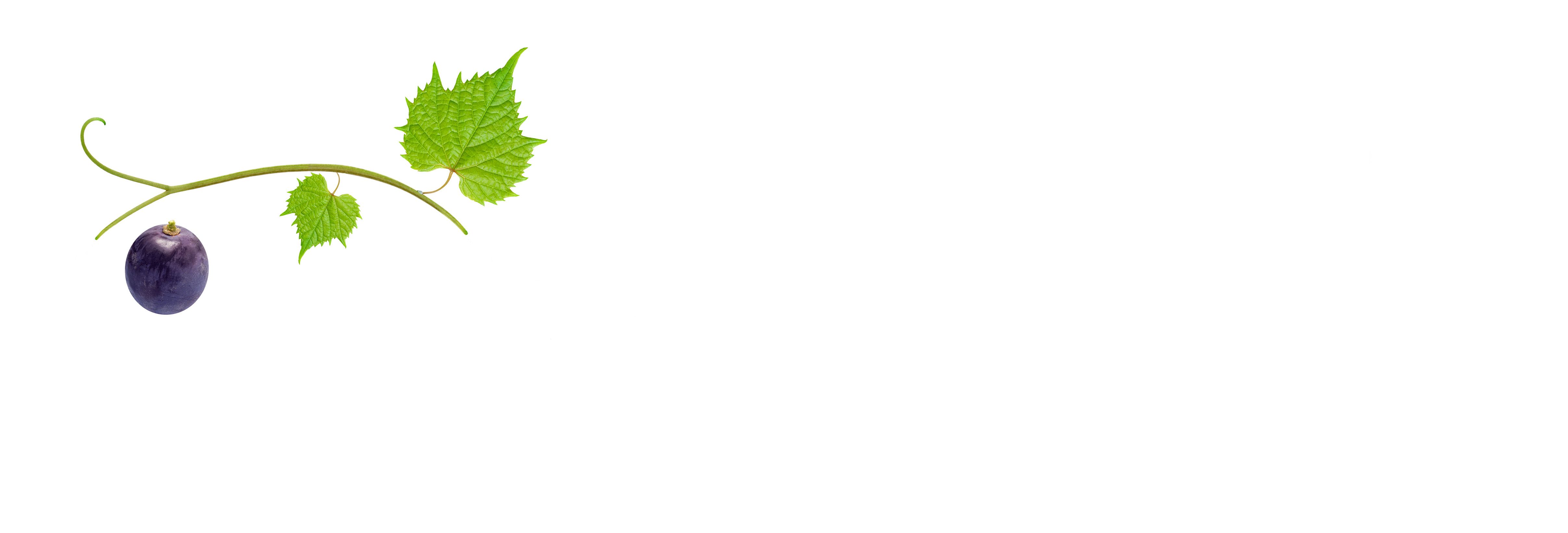 Part of a growing grapevine: 1 grape.