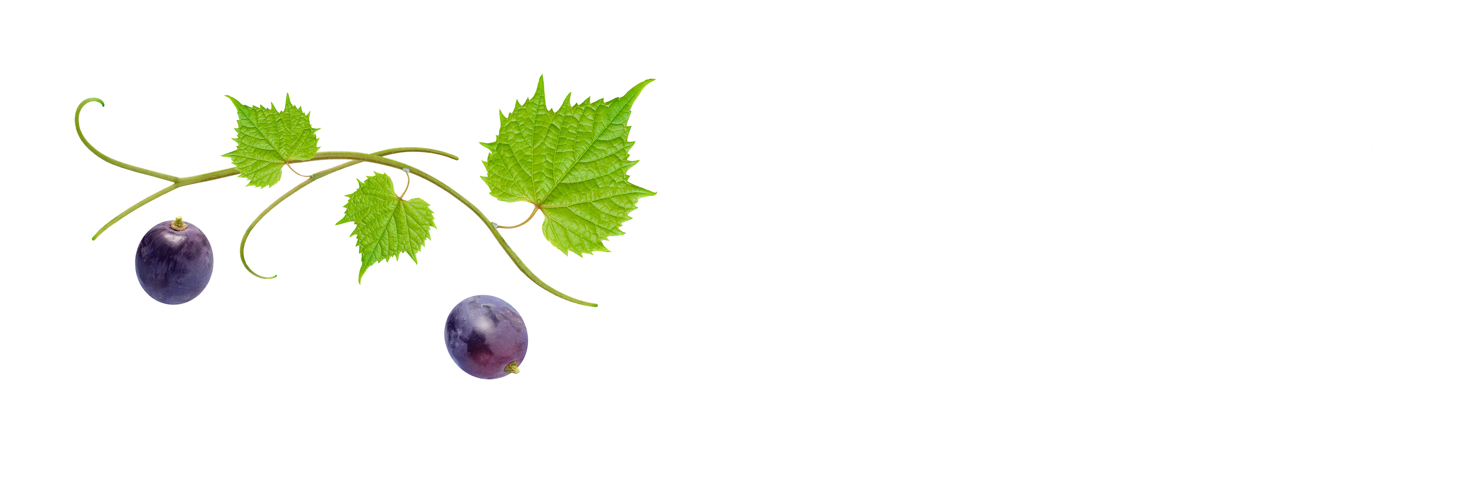 Part of a growing grapevine: 2 grapes.
