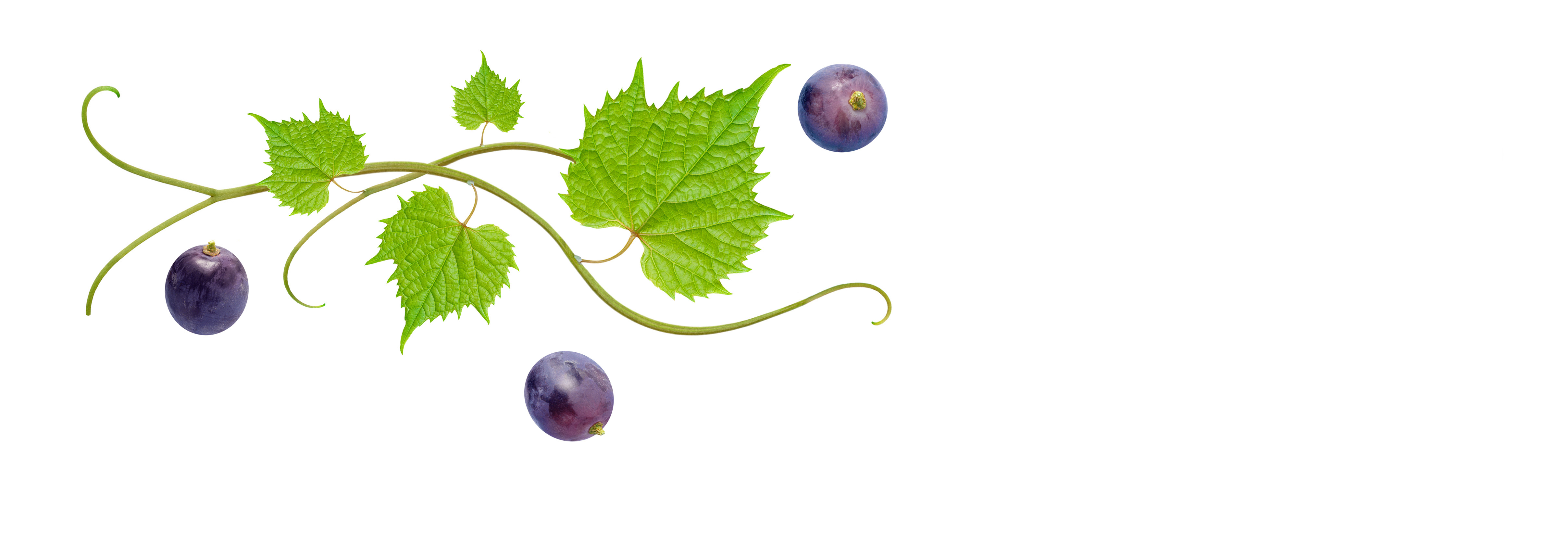 Part of a growing grapevine: 3 grapes.