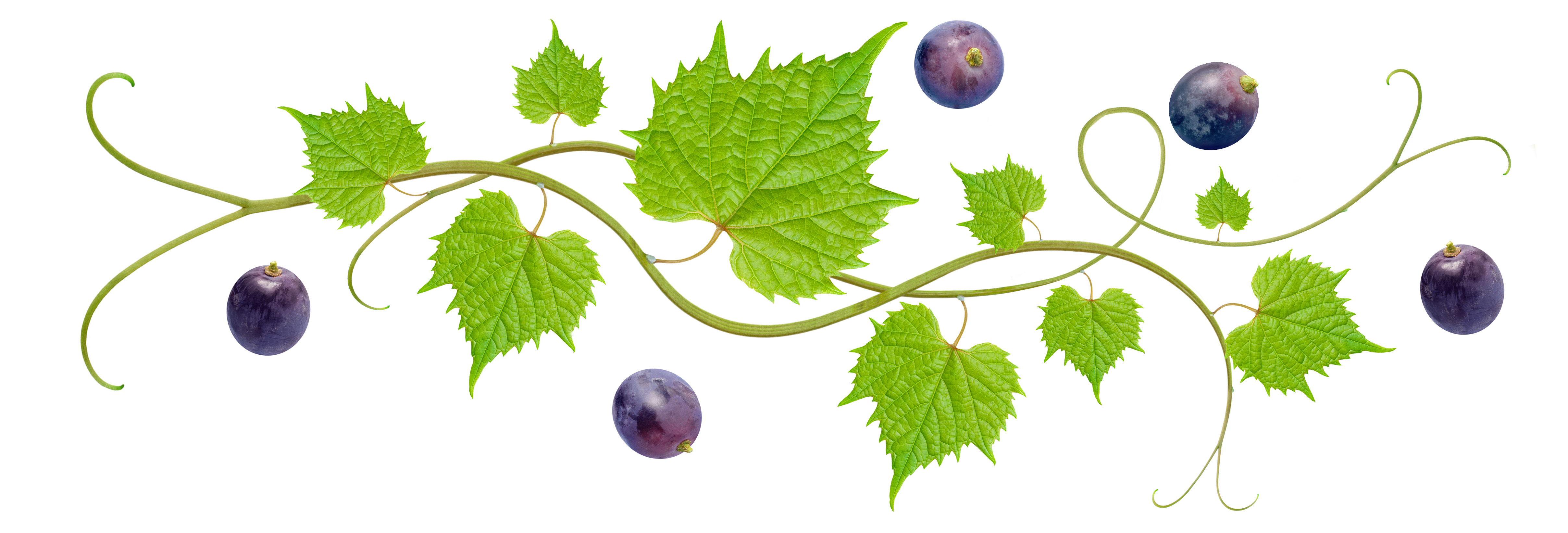 Part of a growing grapevine: 5 grapes.