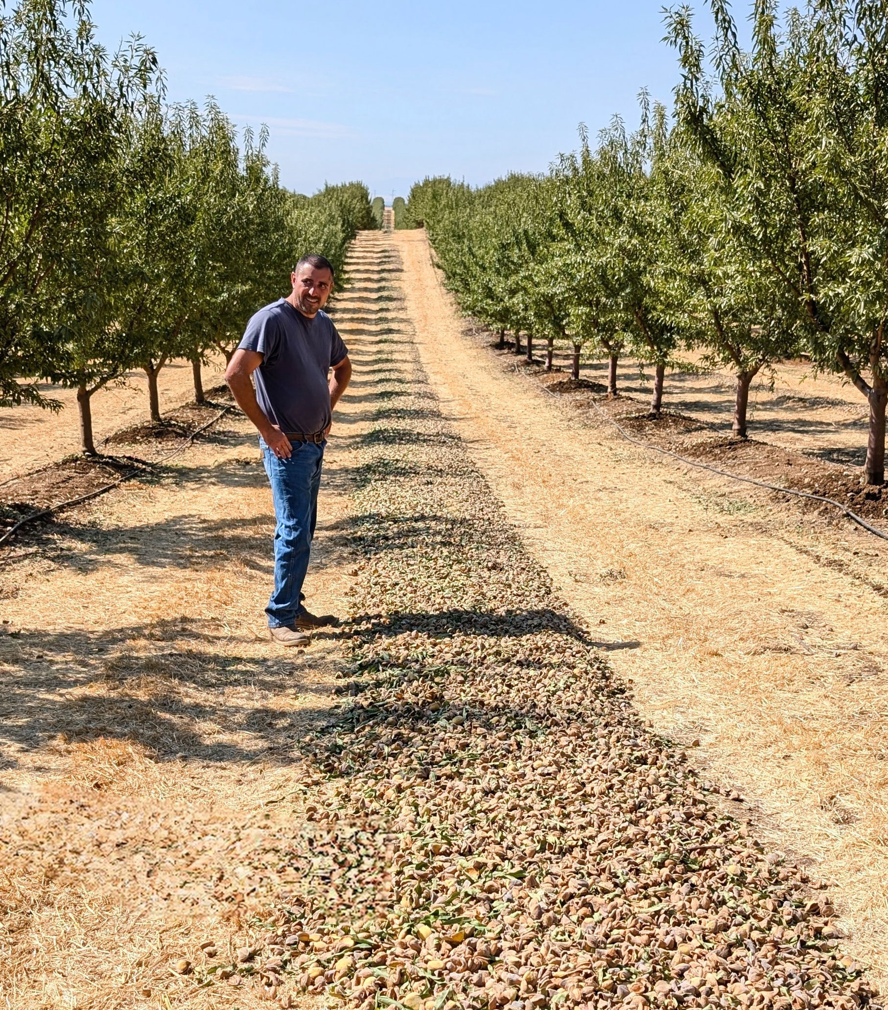 AgIS Capital Area Manager Tim Sanchez inspecting an almond windrow during harvest.