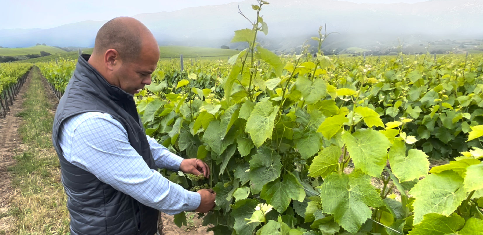 Man inspecting wine grapes in California vineyard.