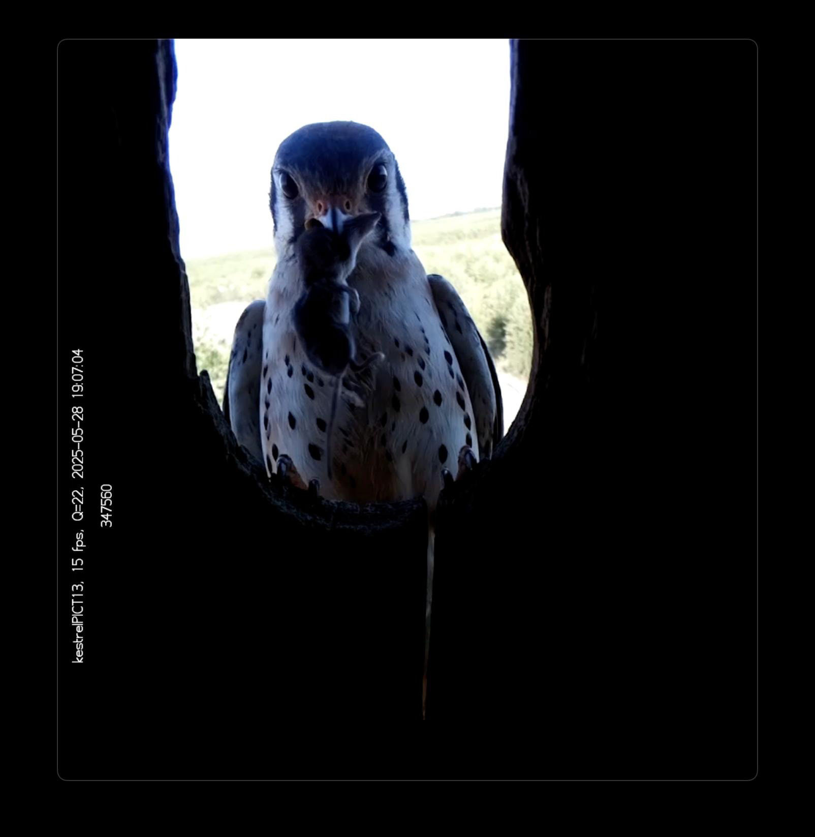 A male Kestrel bringing a rodent back to its nest box for food