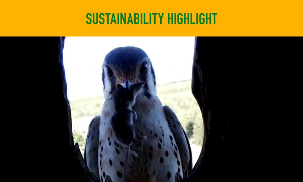 An image of a male Kestrel bringing a rodent back to its nest box for food with the title Sustainability Highlight.