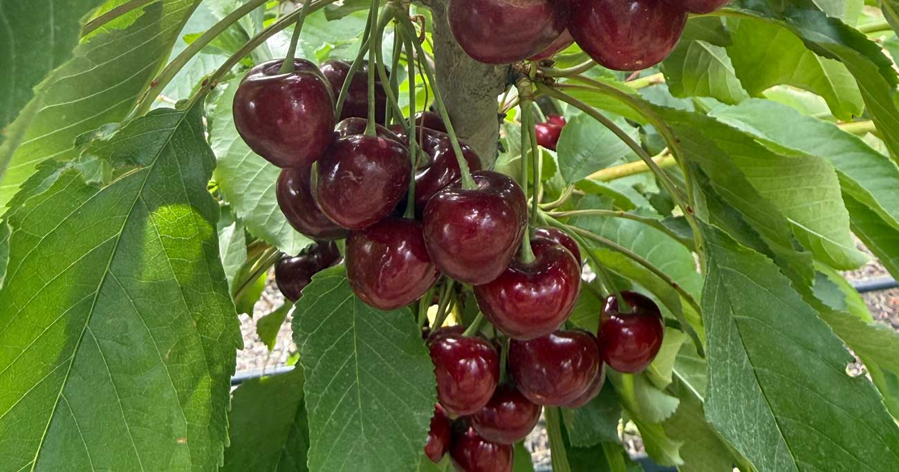 closeup of red cherries growing on cherry tree.