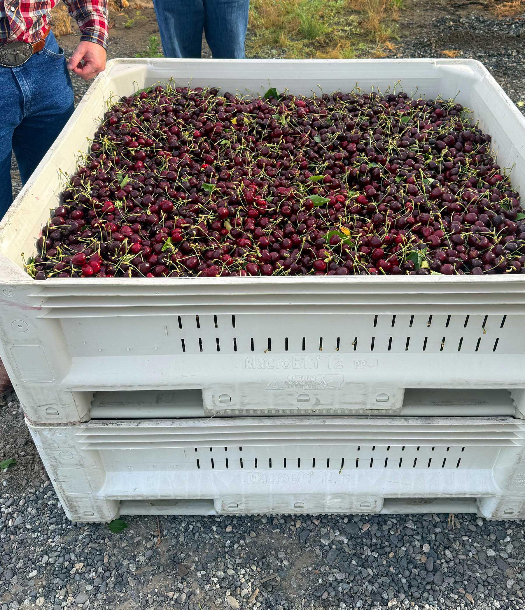 Cherries Large white bin of cherries in the field, ready to be processed.