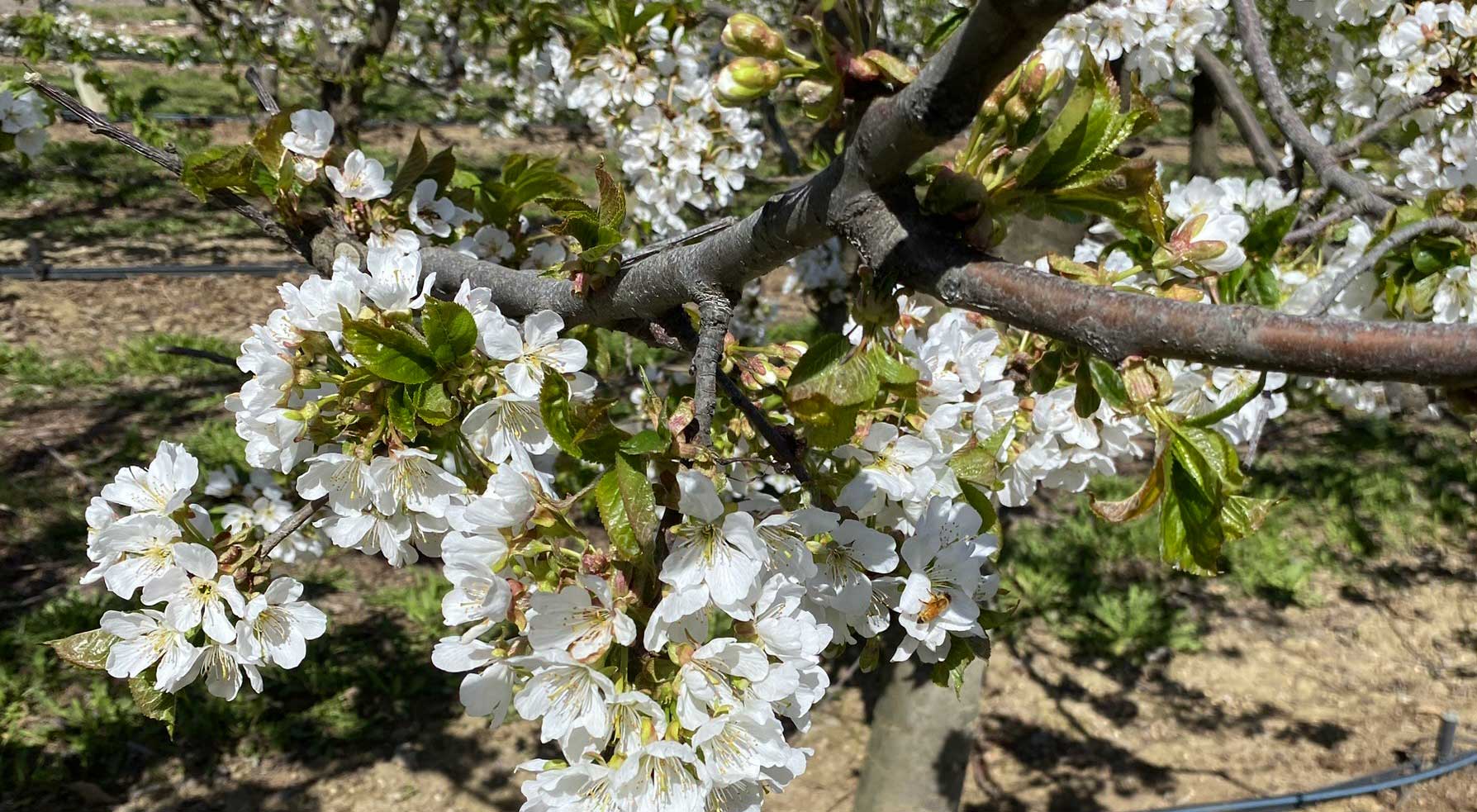 Cherry blossoms in late April Closeup of white cherry blossom flowers on the trees.