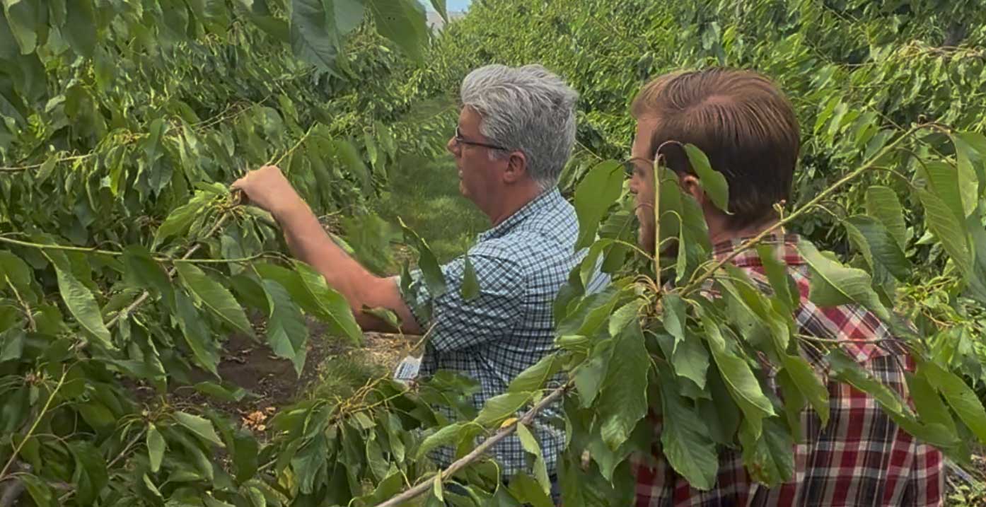 Two men stand in mature Cherry orchard, inspecting leaves and plant health.
