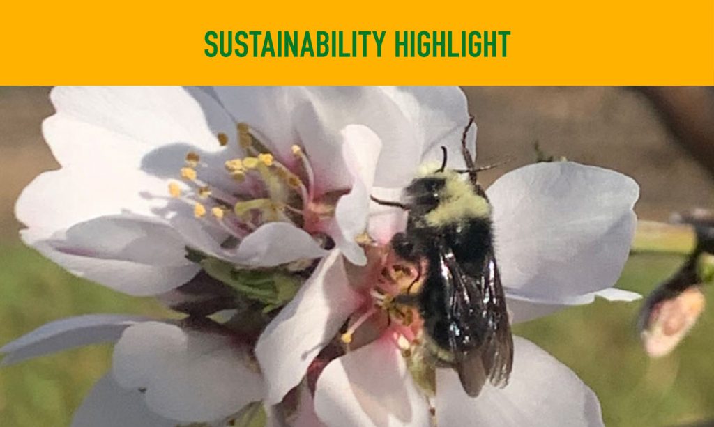 AgIS Capital is trialing the incorporation of California native bumblebees on some of our clients' almond farms.