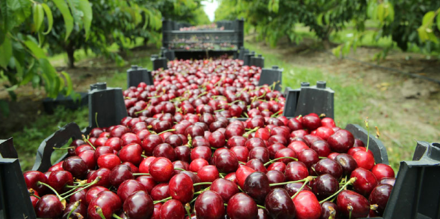 cherry crates