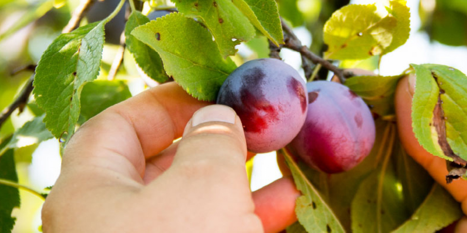 plums