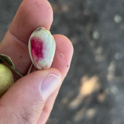 pistachio