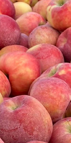 apples