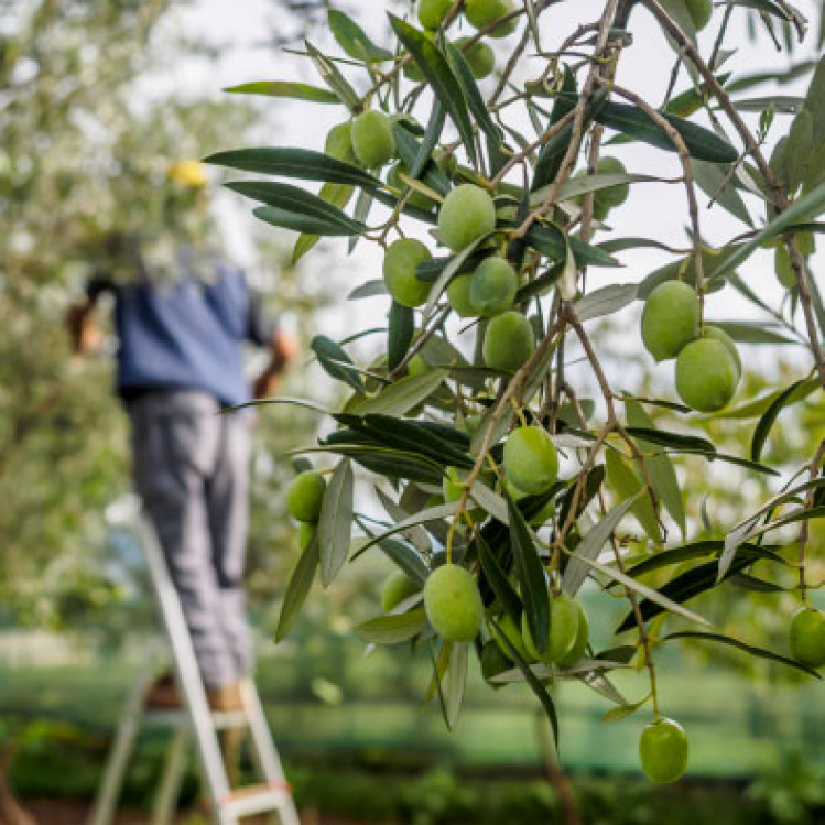 olives branch