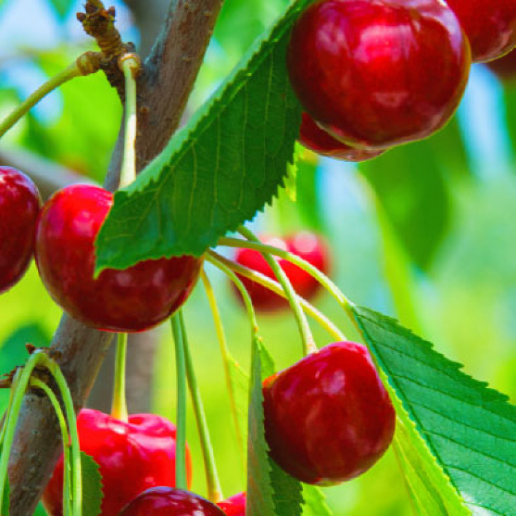 cherries