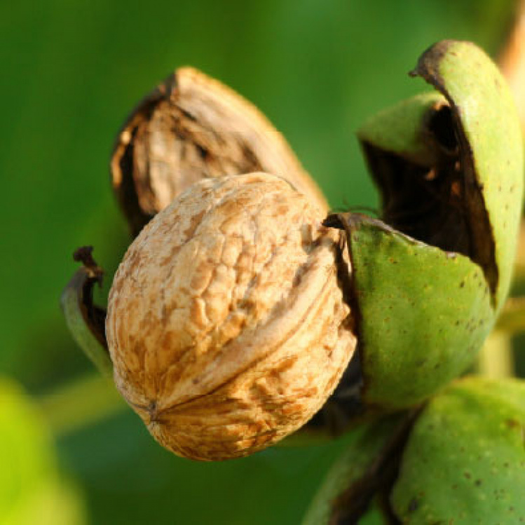 walnut branch