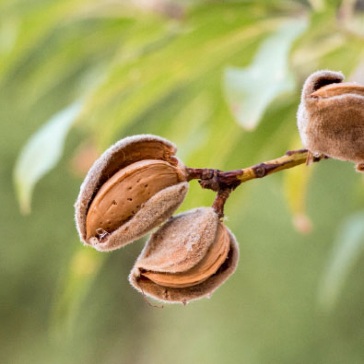 almond branch